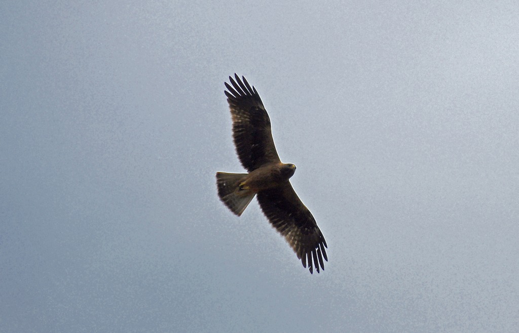 aquila minore morf. scuro